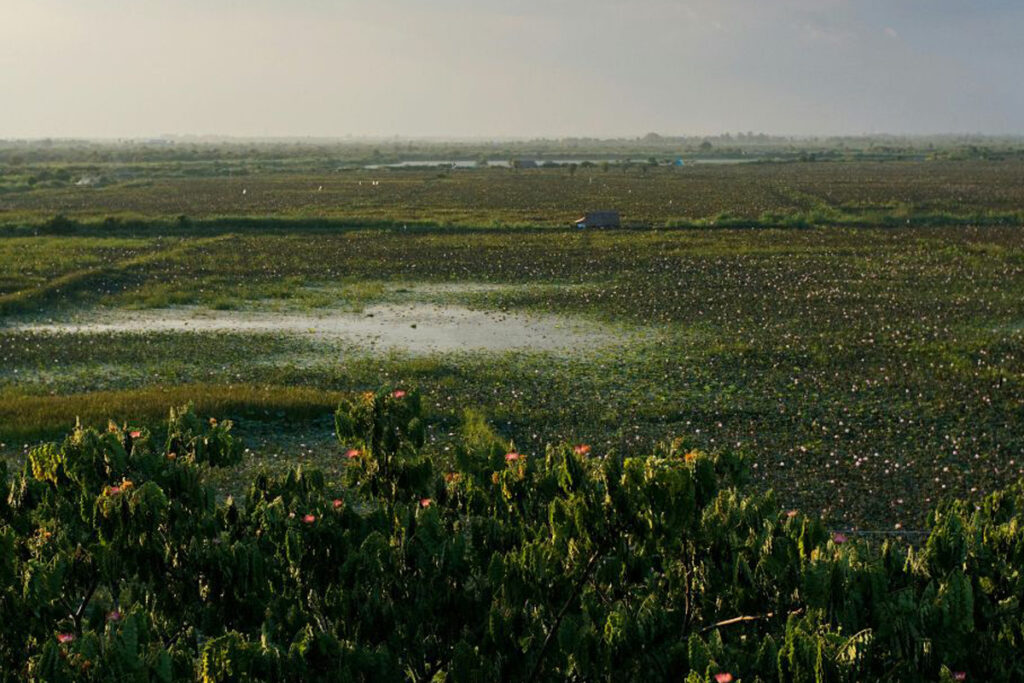 wetlands