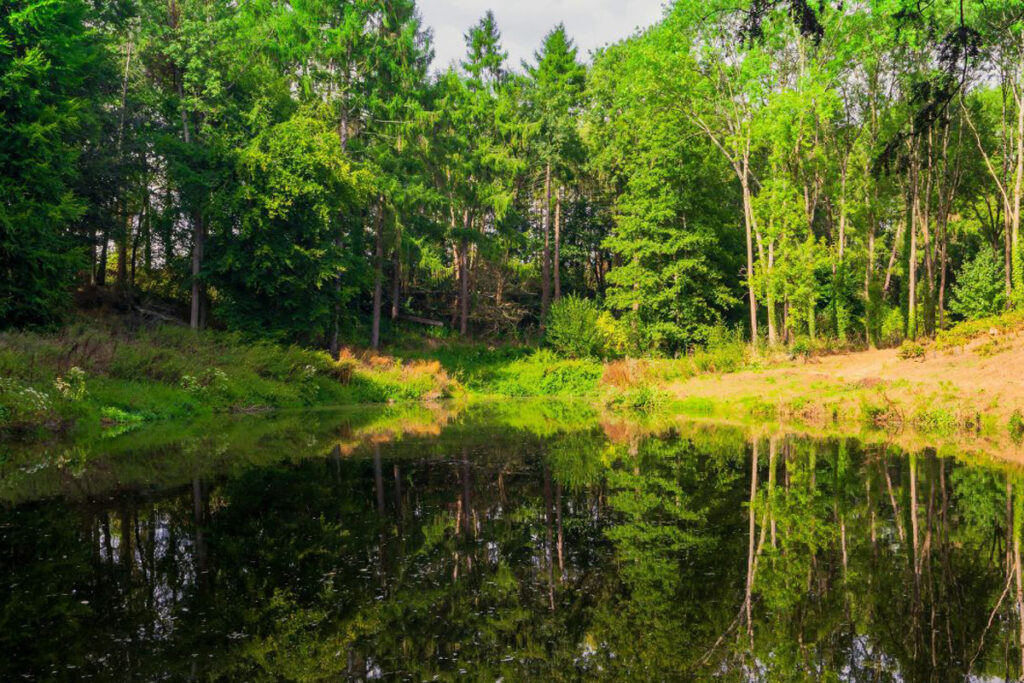 Professional Pond Management Services in South Florida