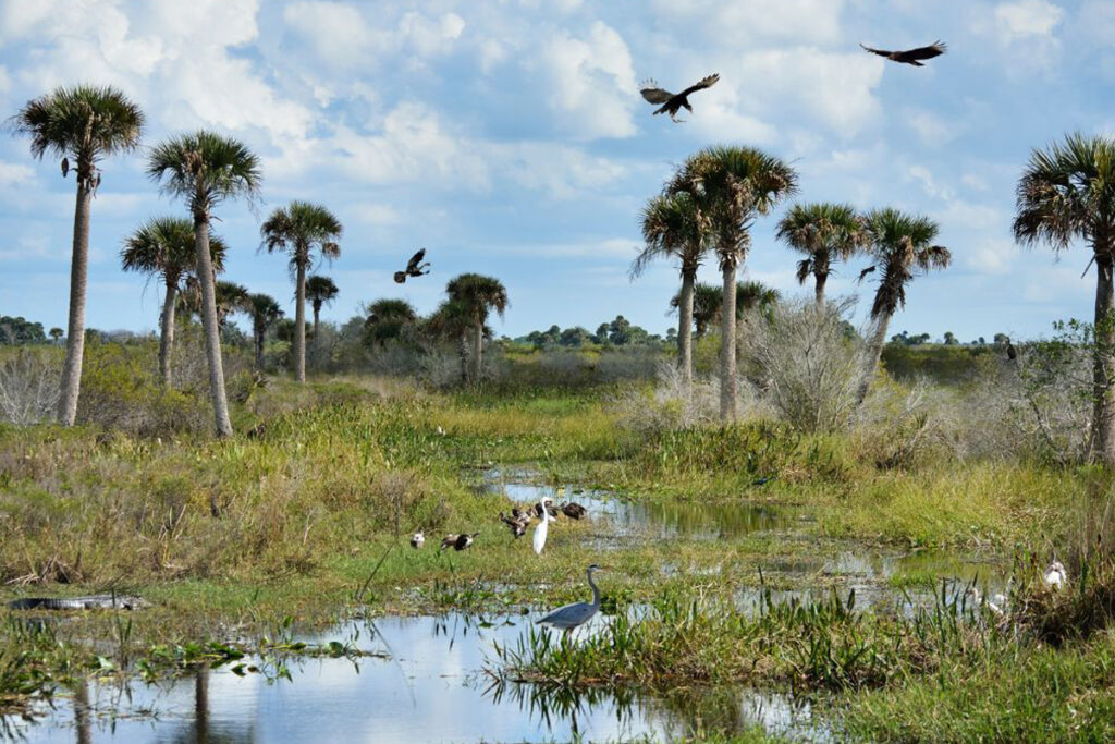 Wetland Management